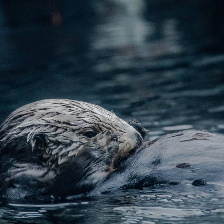 sea otter