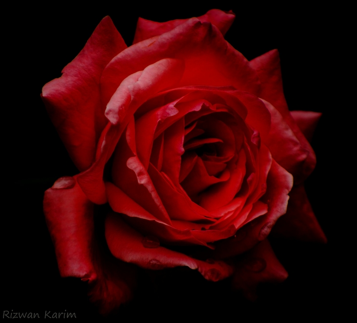 rose