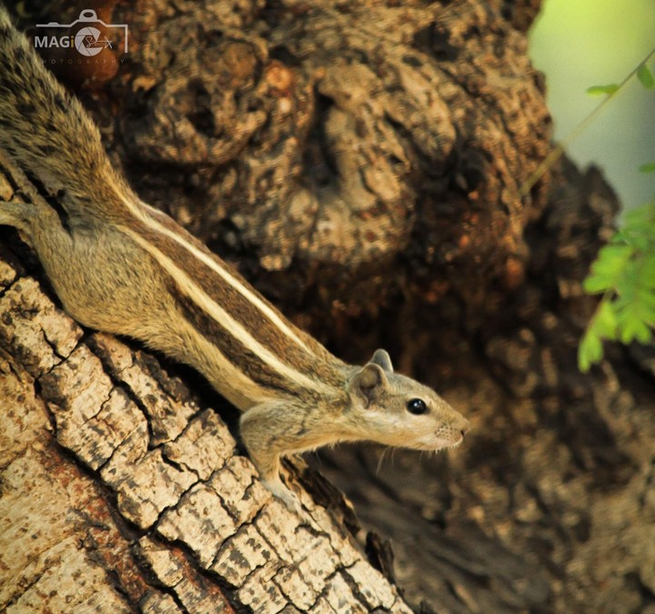 Squirrel