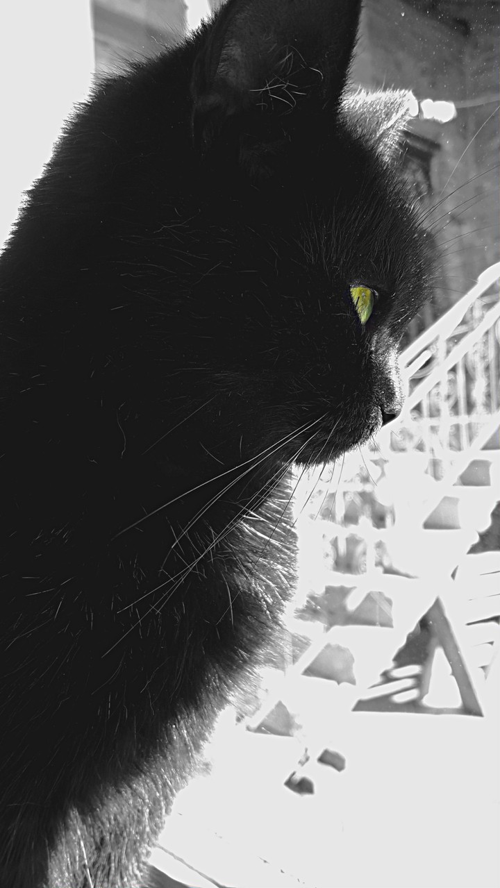 blackcat