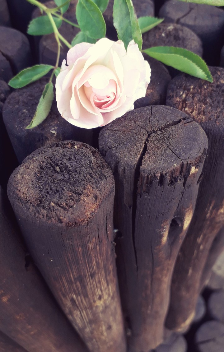 pink rose