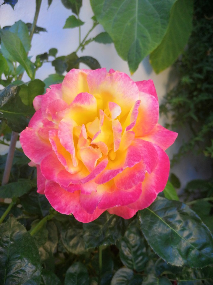 flor