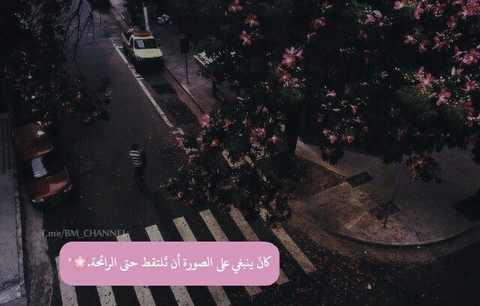 صباح الورد والياسمين ،،، The morning of roses Jasmine