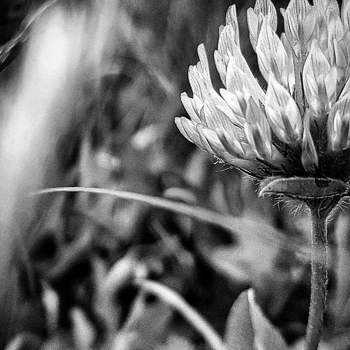 bnw