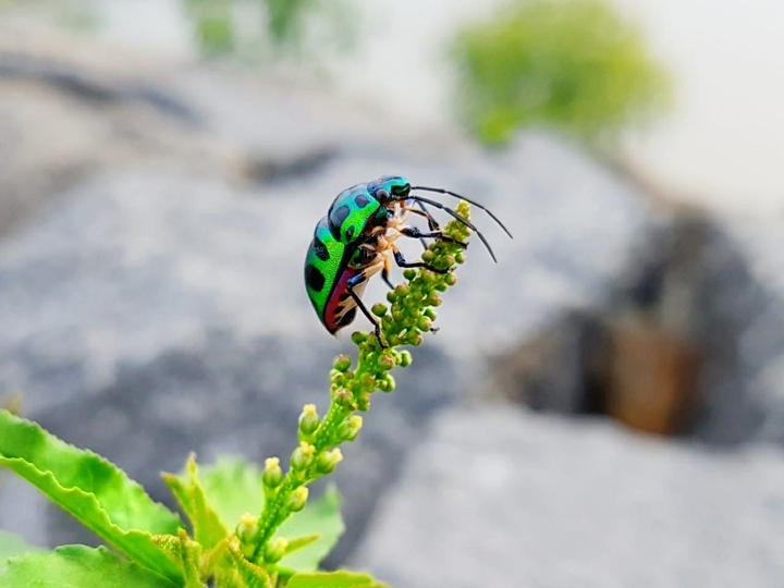 Shiny Insect