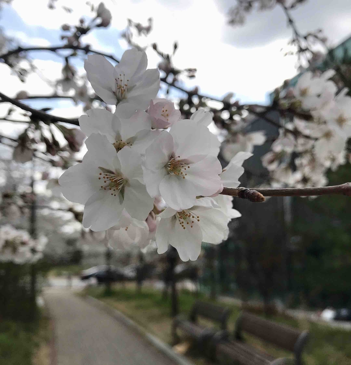 벗꽃