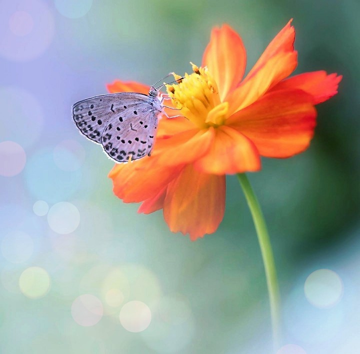 ✨❀✨