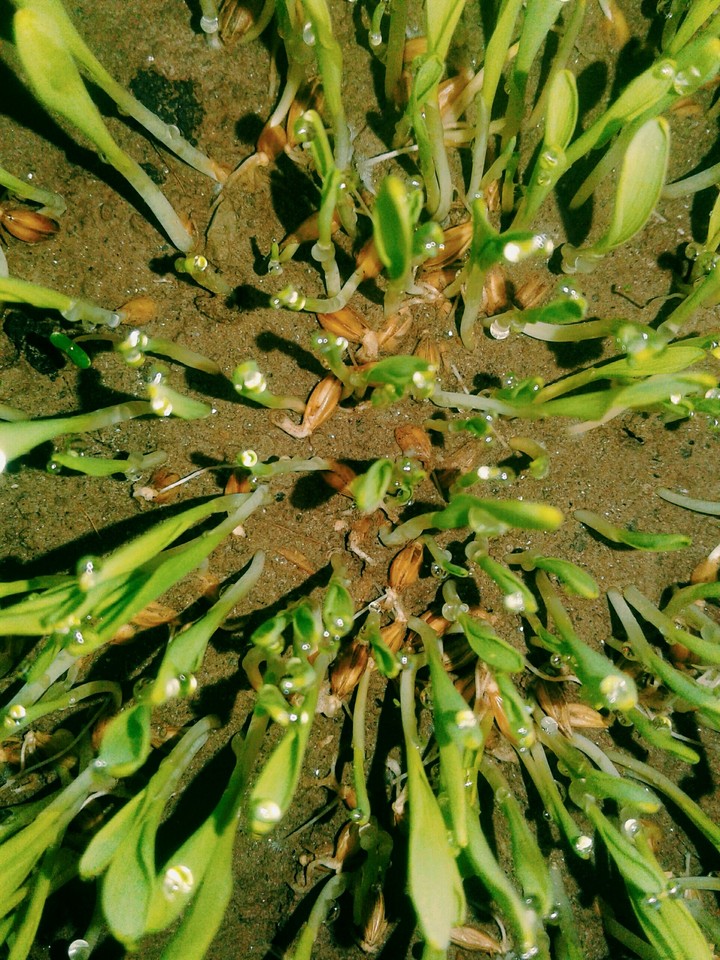 green grass
