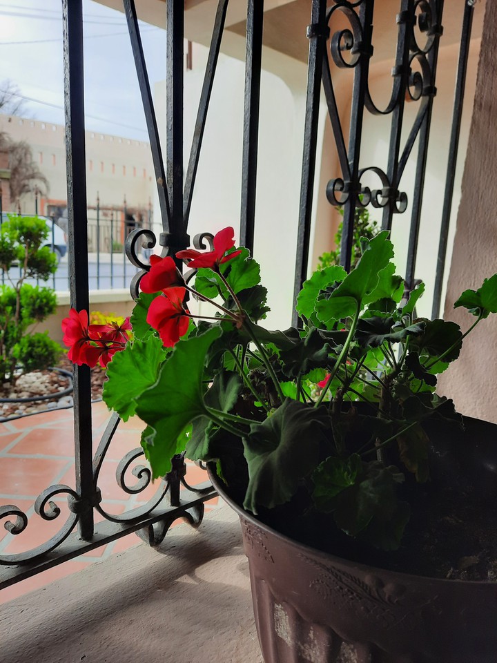 flores