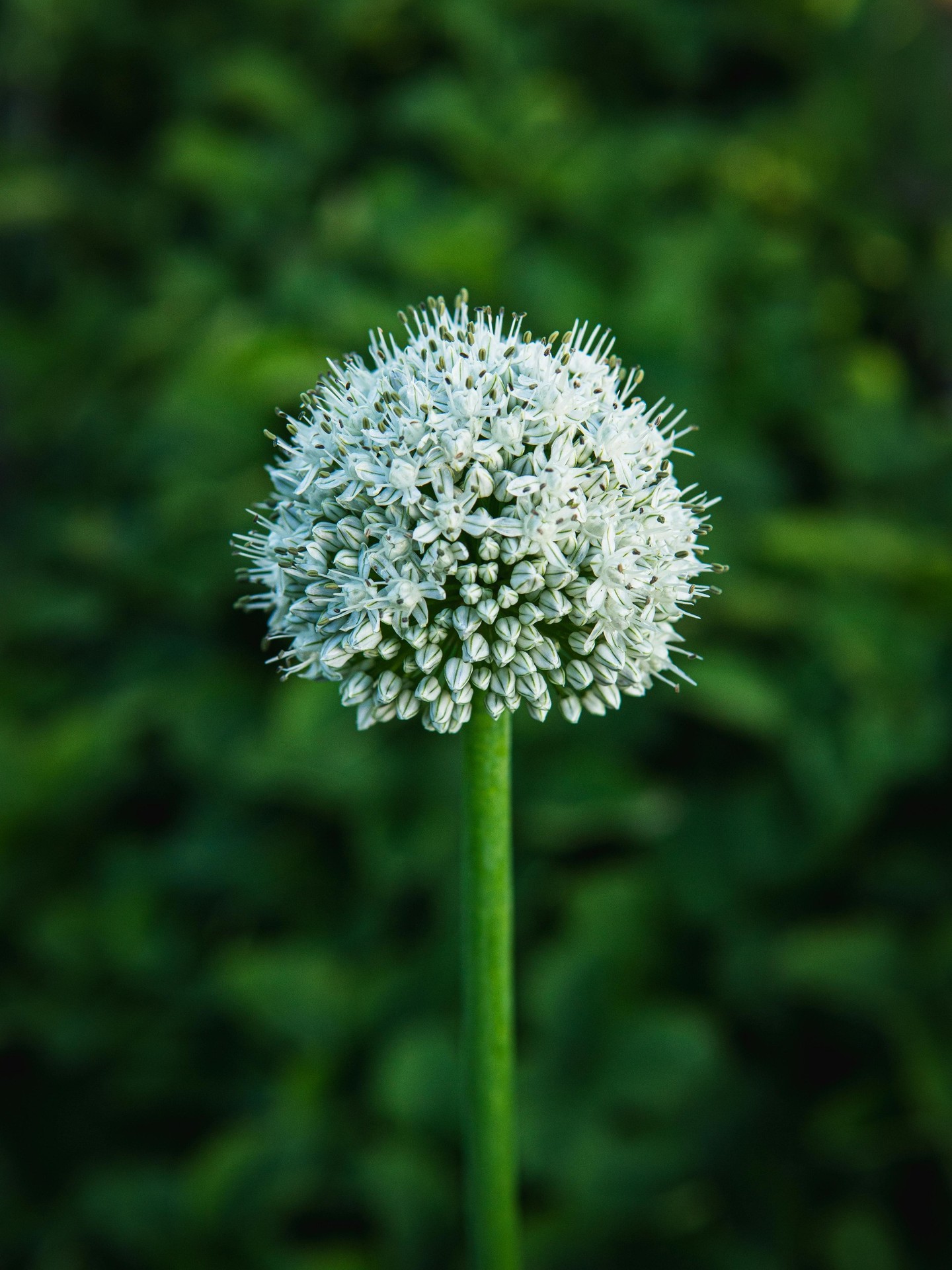 sfondi Close-up, petal