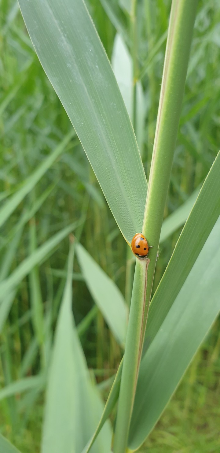 bug