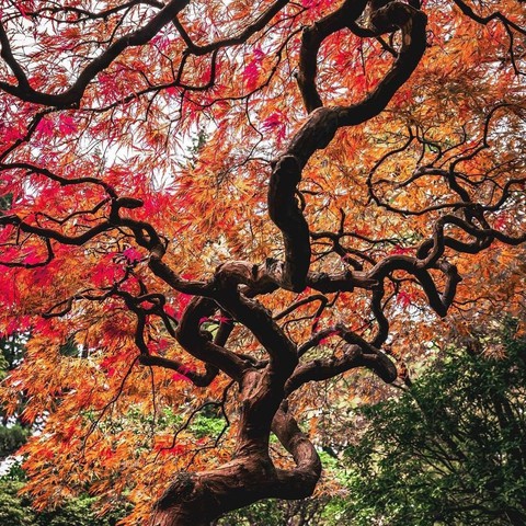 arbre