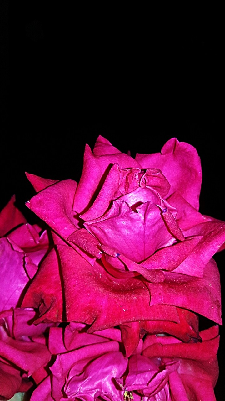 Blooming rose