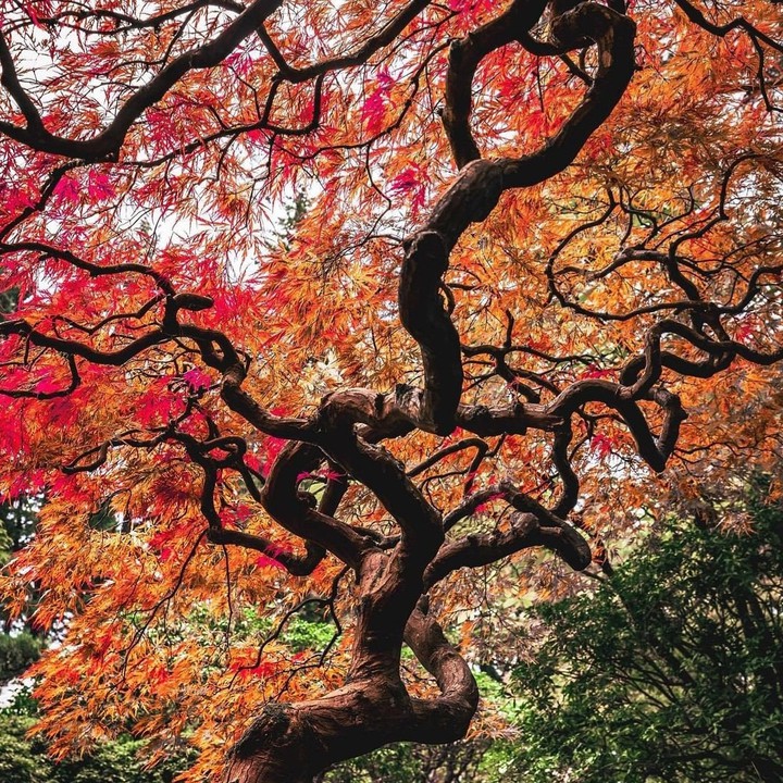 arbre