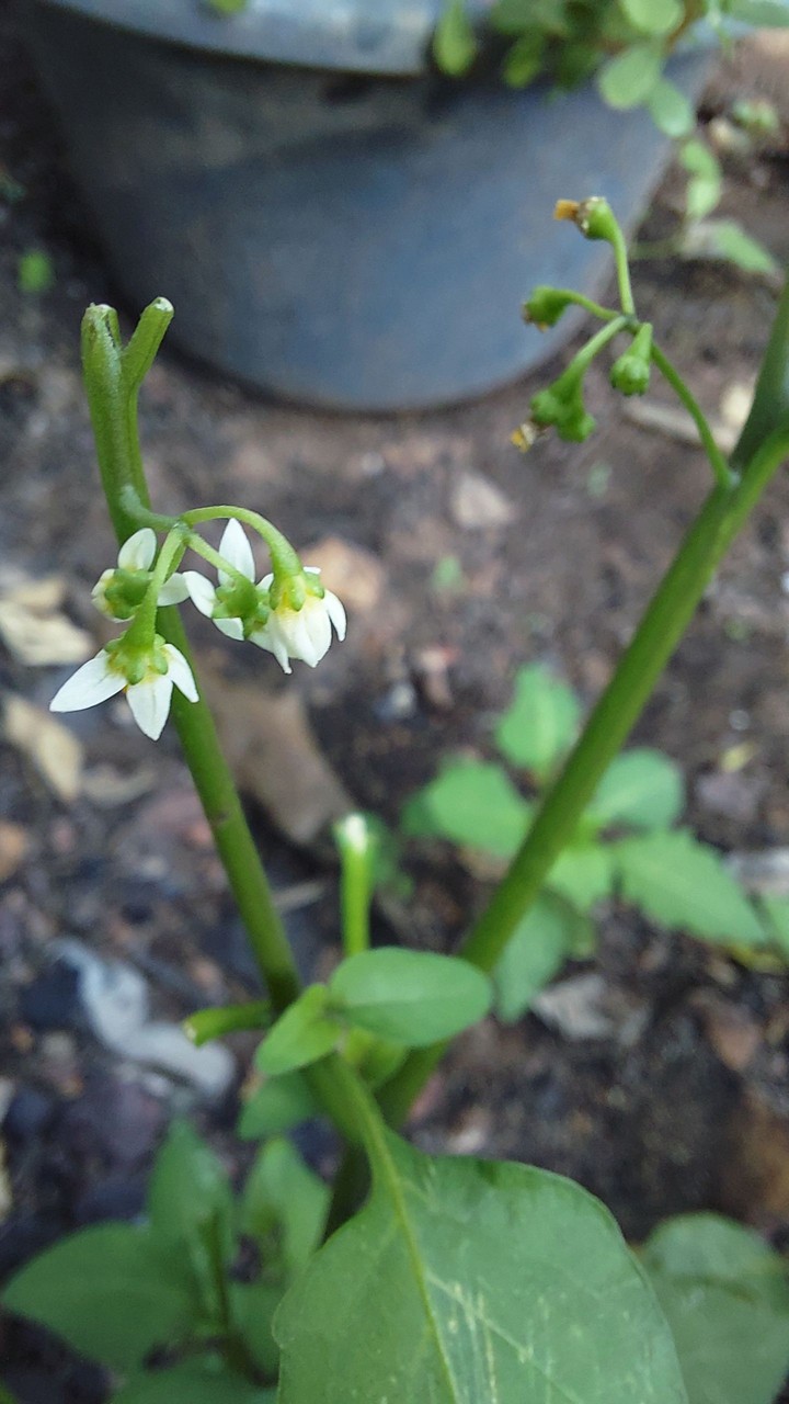 Tiny flower