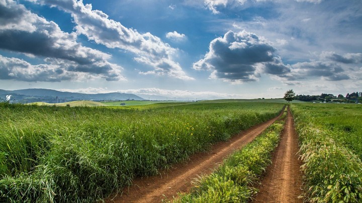 campos de cultivo