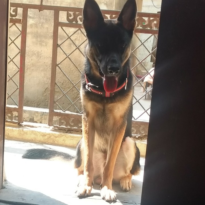 german shepherd
