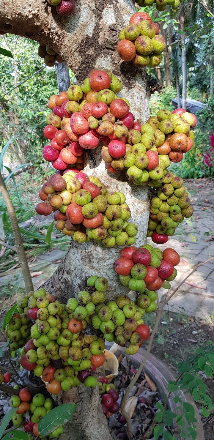 Sân vườn