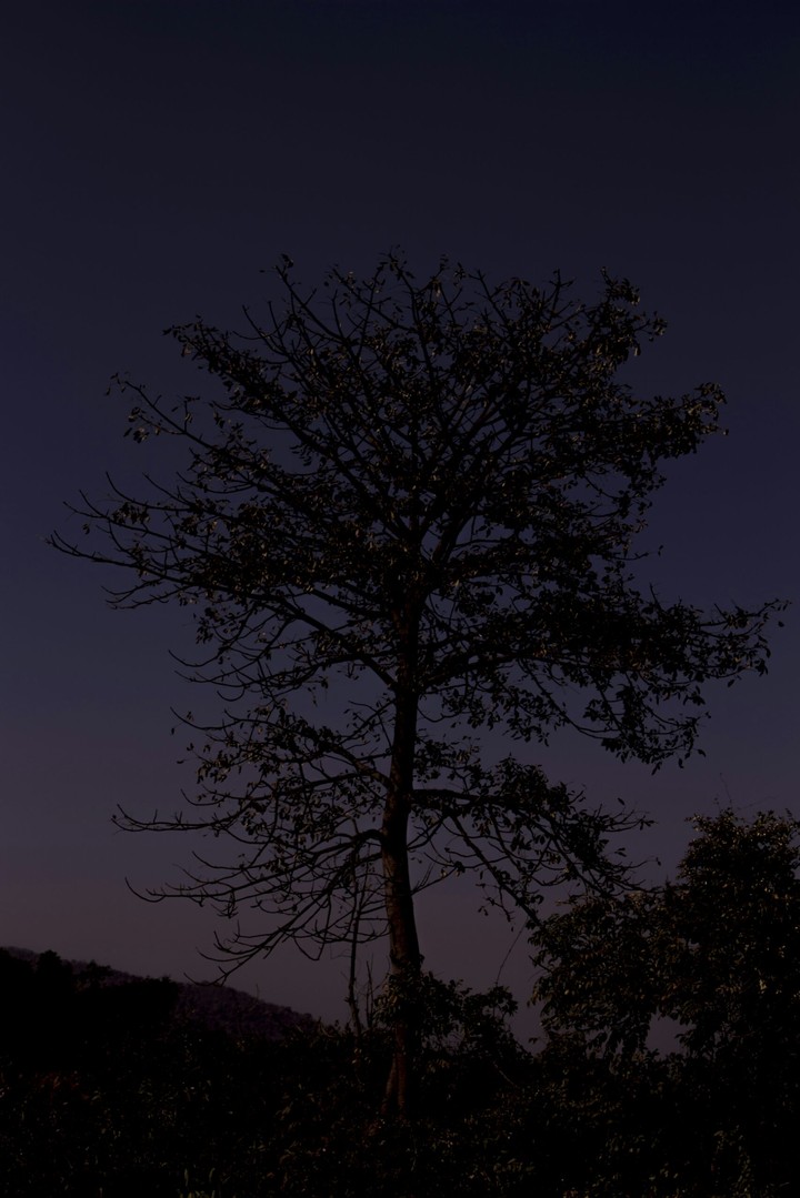 Night Tree