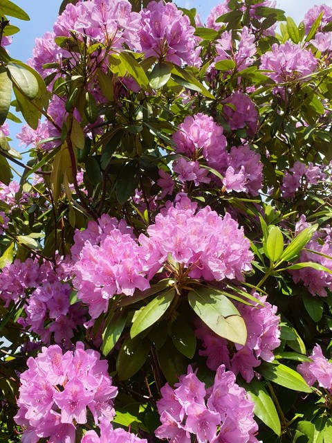 Frühlingsblumen.