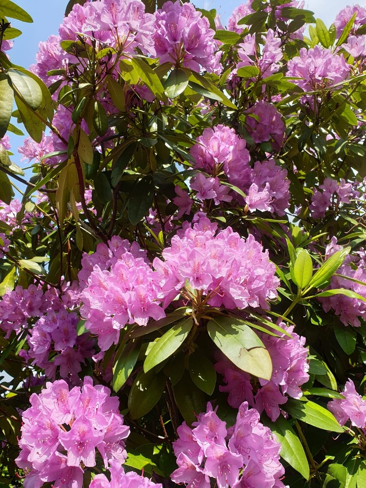 Frühlingsblumen.