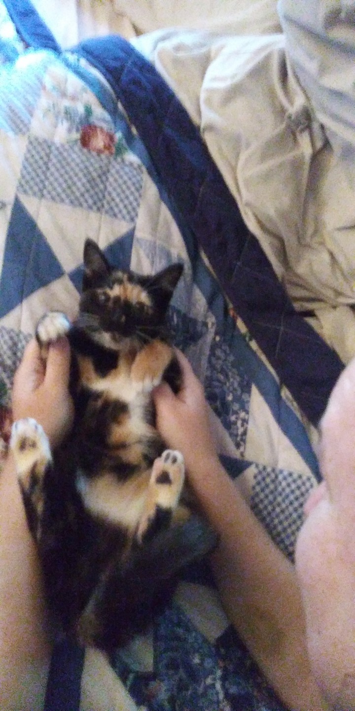 MS PUMPKIN