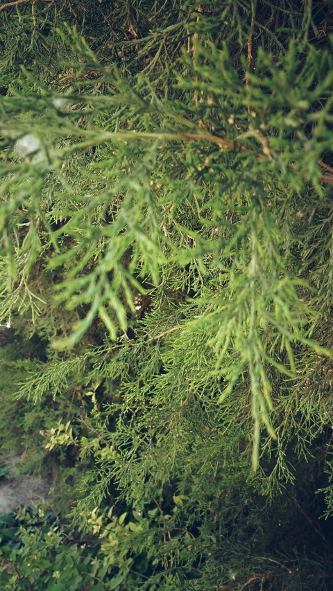 cypress
