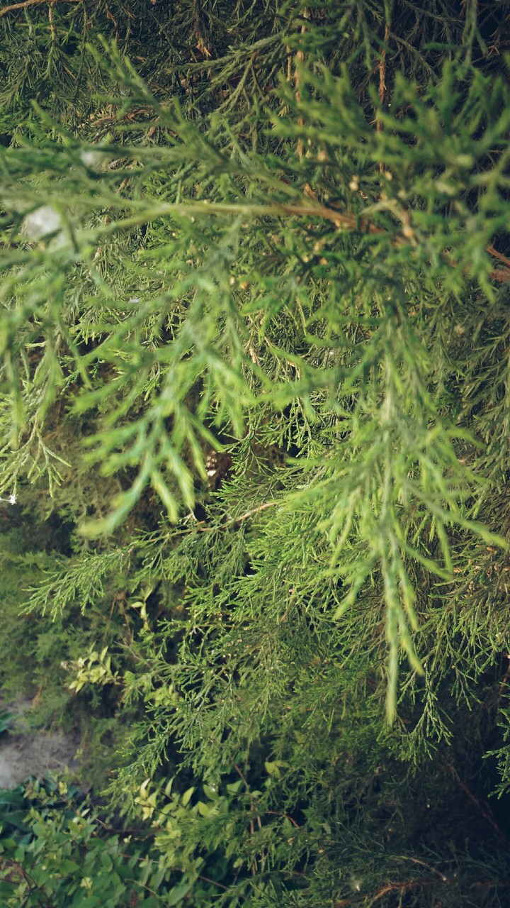 cypress