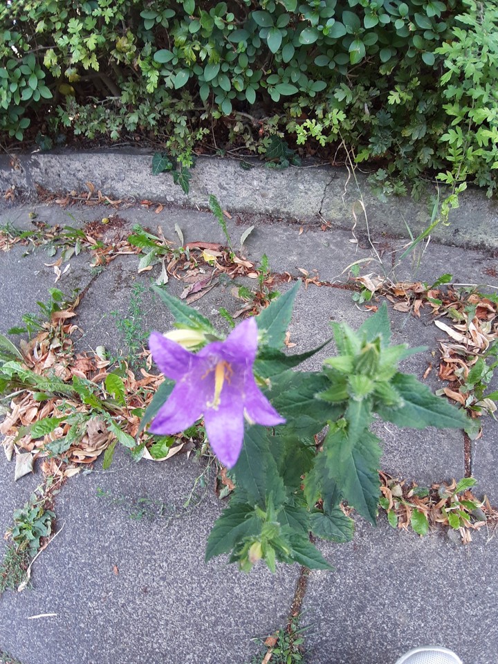 Blumen