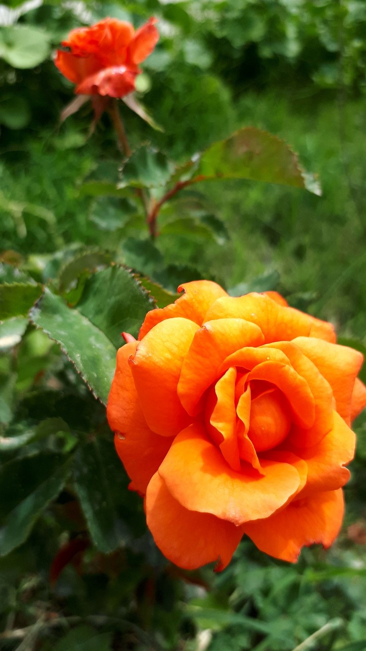 flowers
