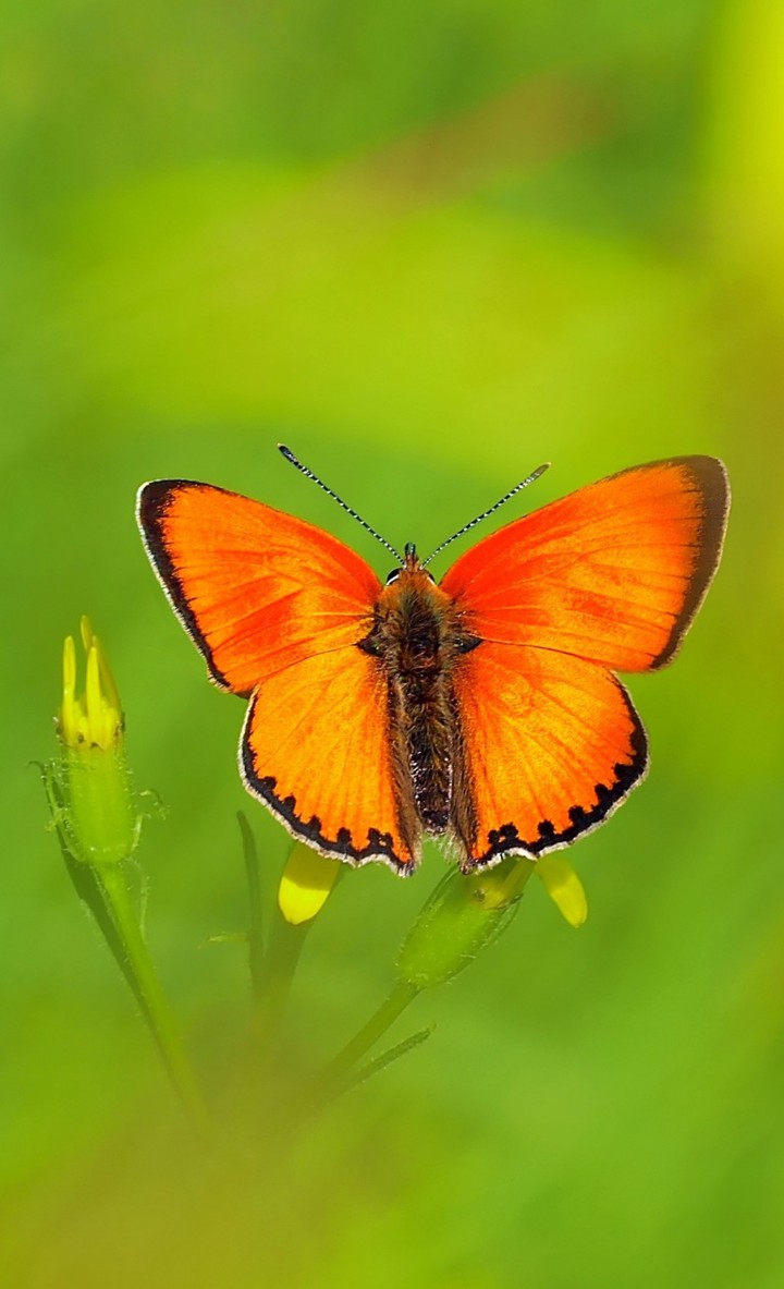 butterfly