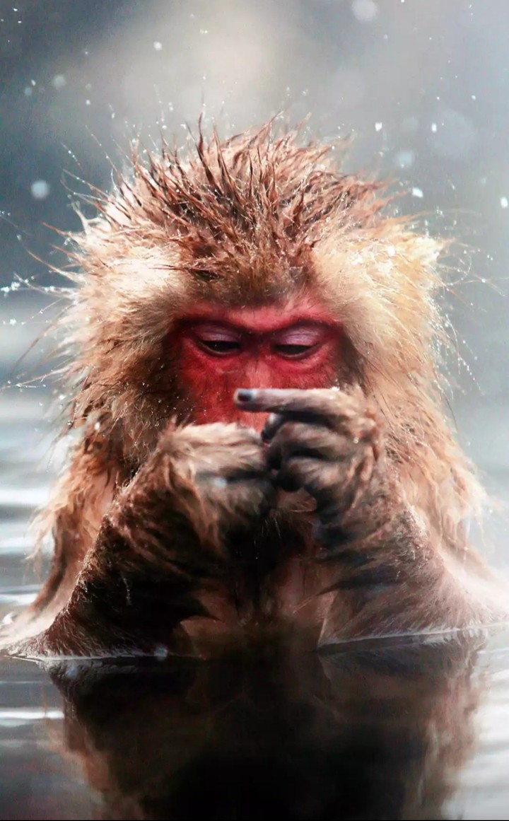 happy monkey