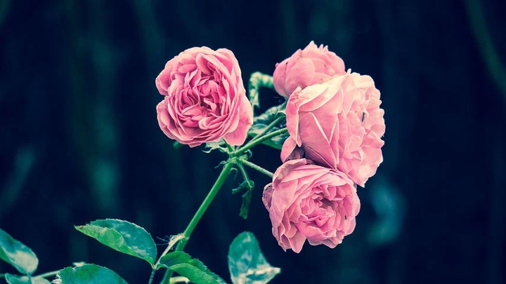 rose