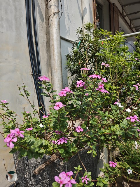 Malvales, Pedicel, Perennial_plant