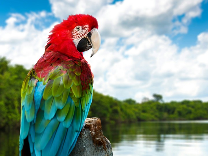 ♥✴Parrot✴♥