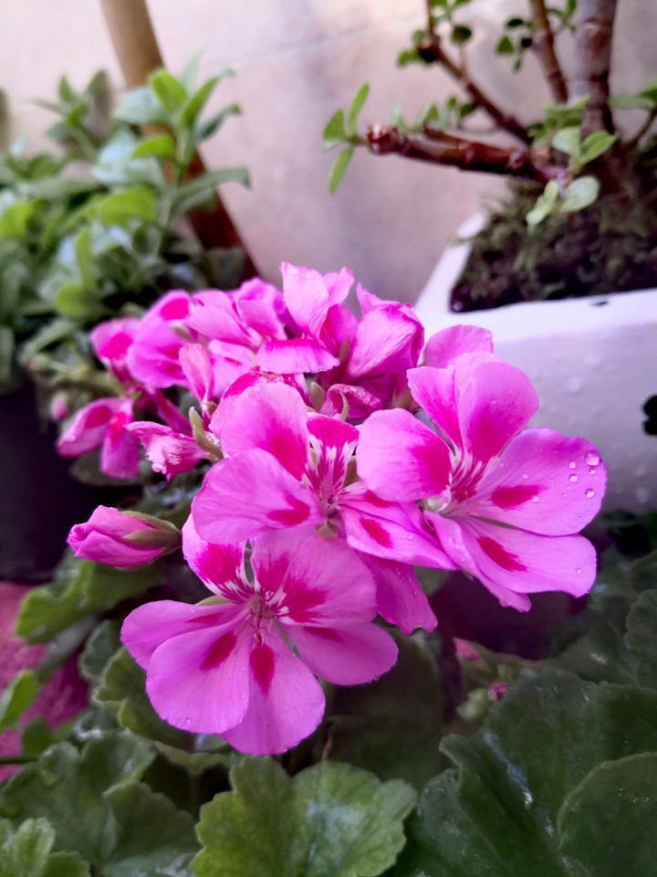 pinky