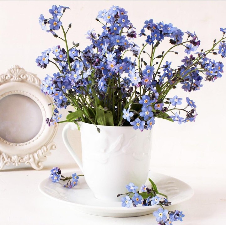 Still-life