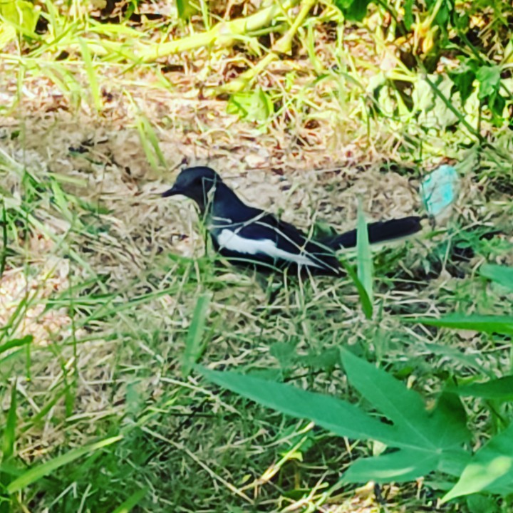 Birds