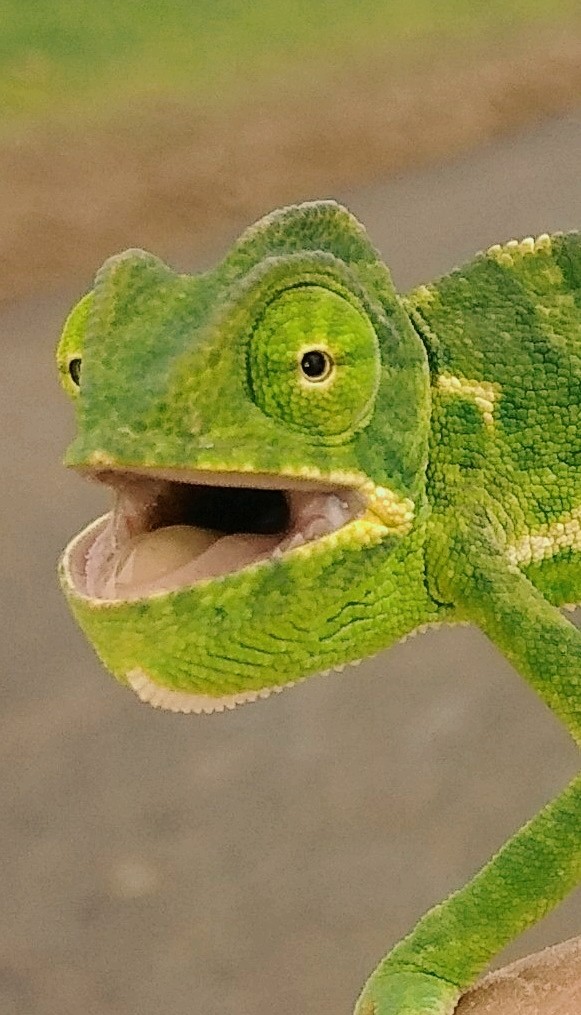 LIZARD