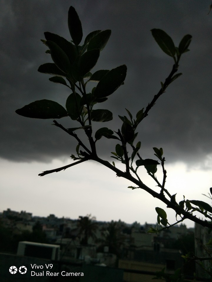 thunder is here but I ll not bend