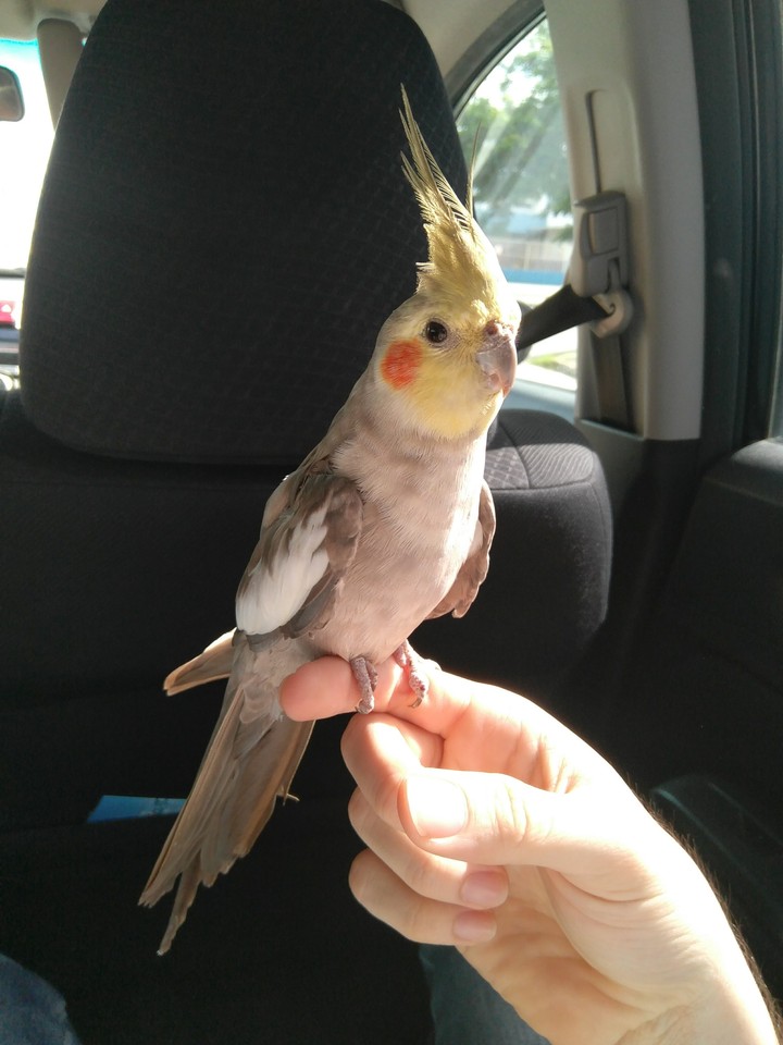 My bird.