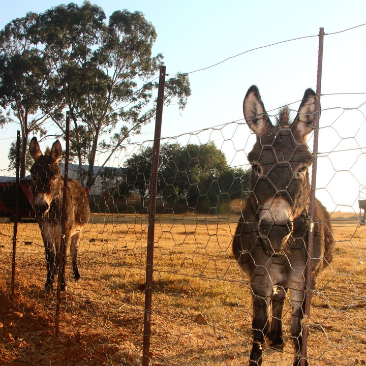 Donkeys