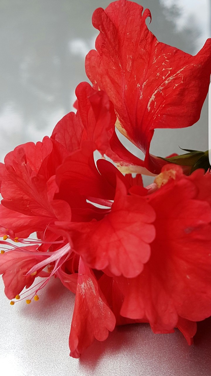 Red Flower