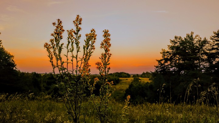 golden sunset.