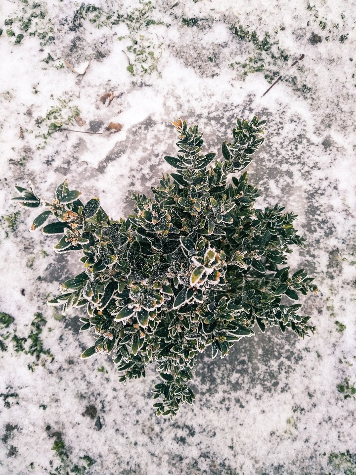 nature
