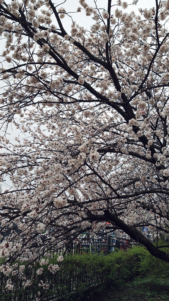 spring