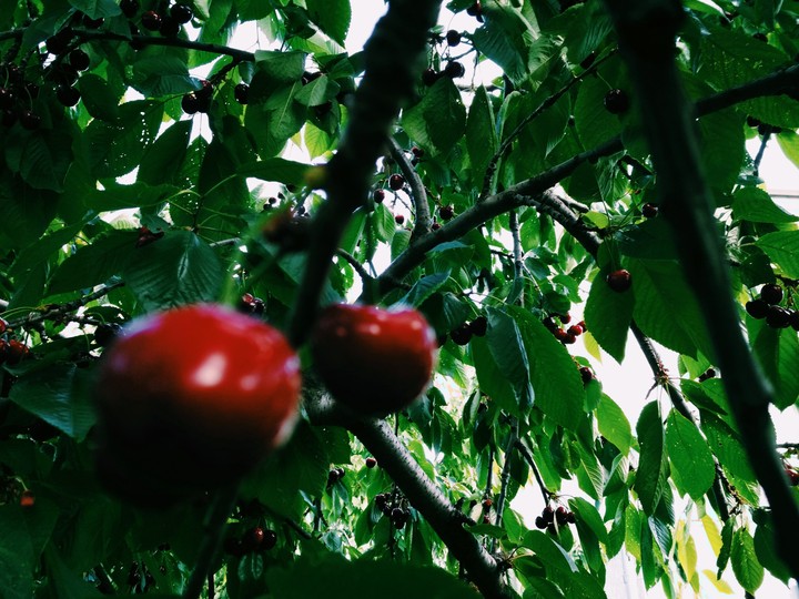 nature
