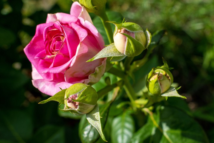 Rose