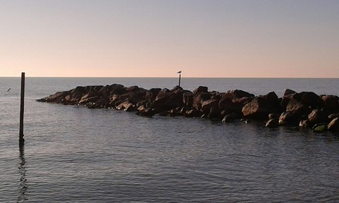 mare