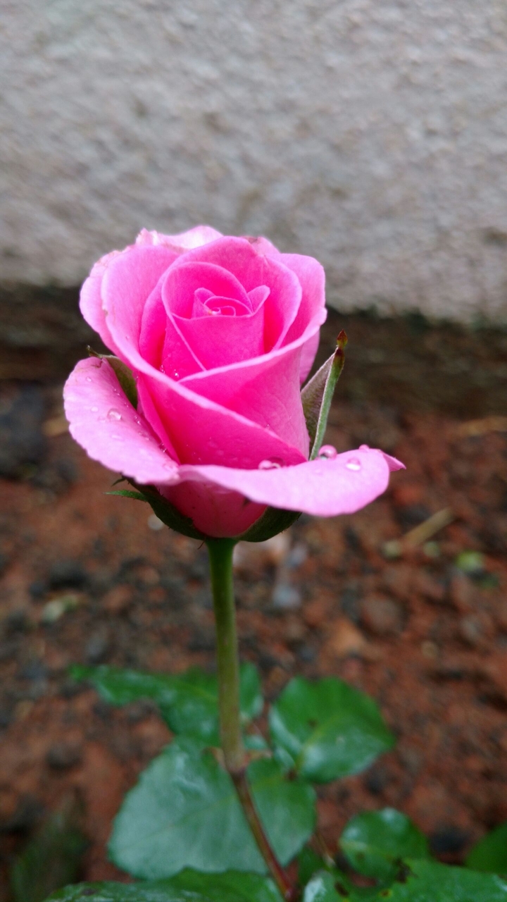 Pink Rose